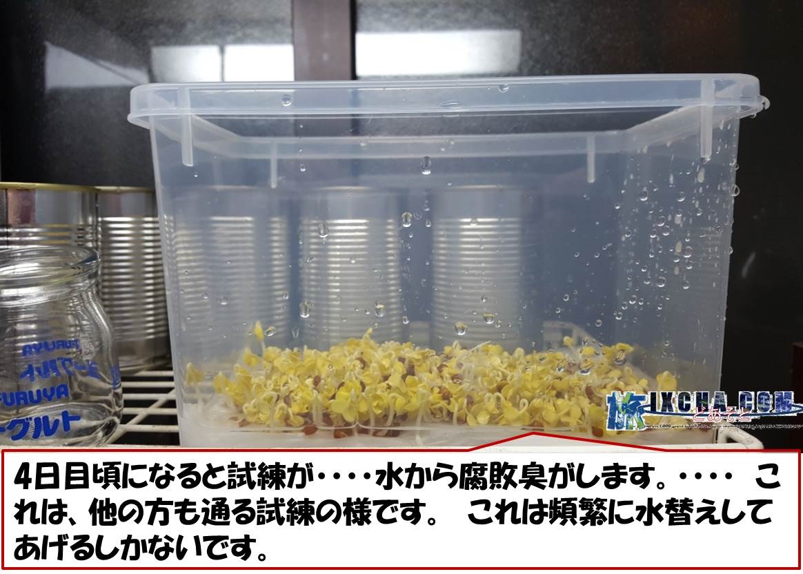 4日目頃になると試練が・・・・水から腐敗臭がします。・・・・　これは、他の方も通る試練の様です。　これは頻繁に水替えしてあげるしかないです。